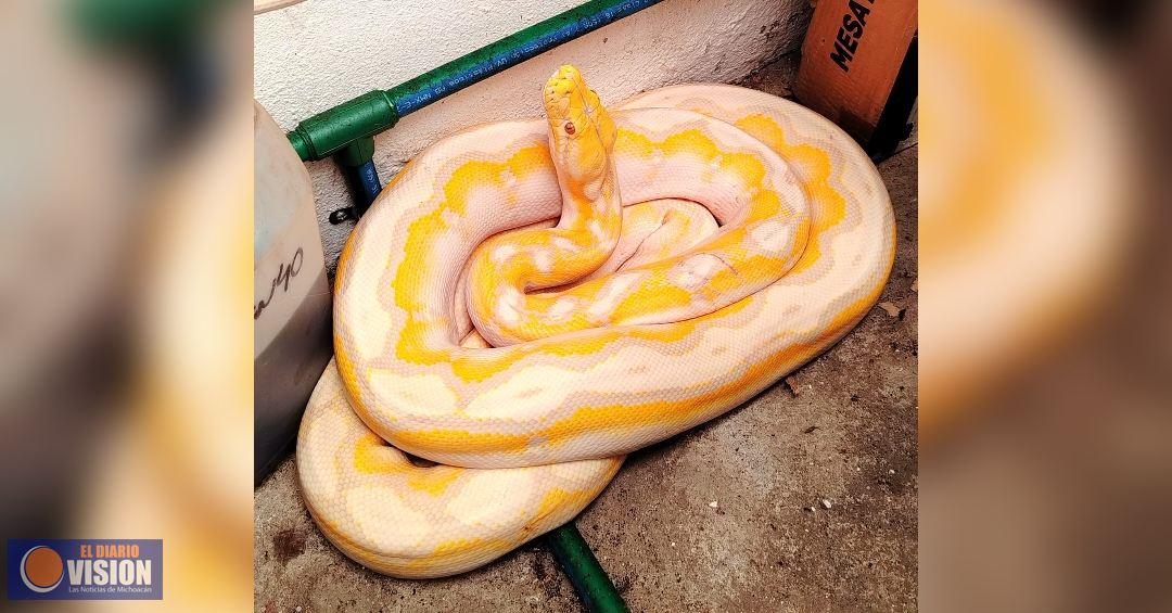 Protección Civil de Morelia captura serpiente dentro de domicilio