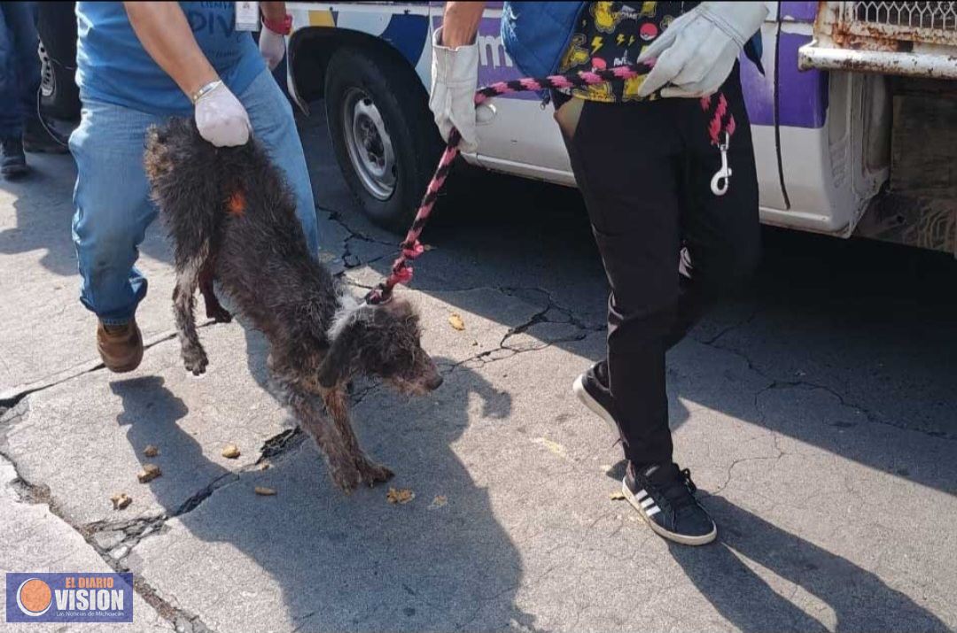 Rescata FGE a 60 caninos en situación de maltrato animal en el Centro Histórico de Morelia
