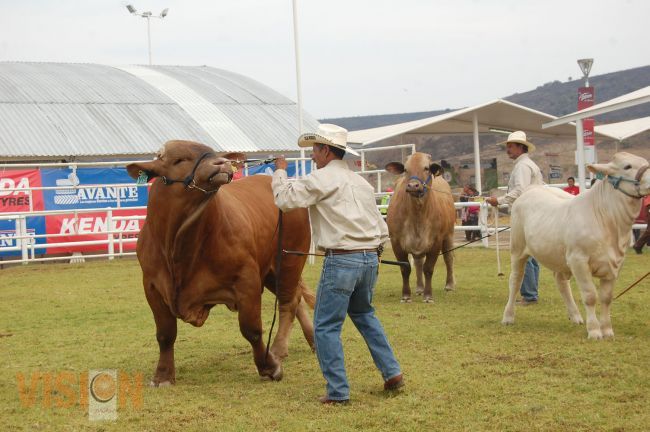 Se llevó a cabo la premiación de ganado Charolais y Charbray en el área Ganadera de la Expo Feria.