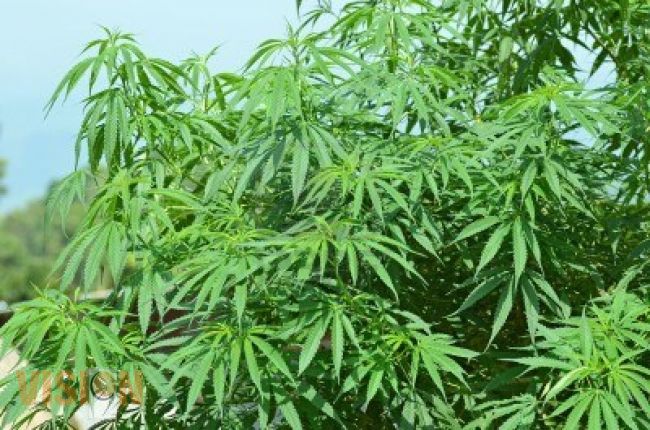 Marihuana