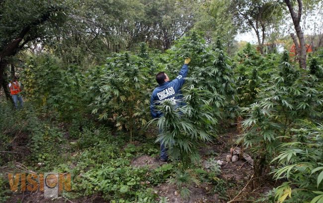 Legalizar la marihuana 