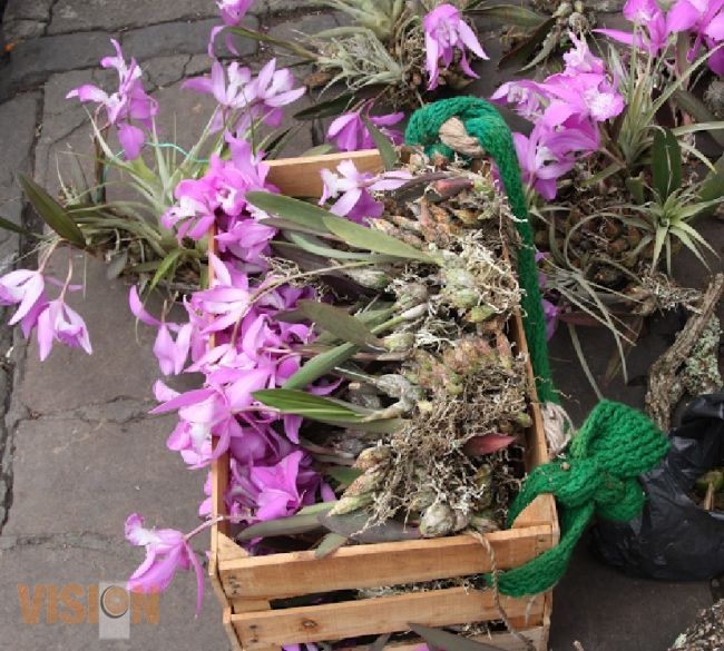 La flor de mayo, una de las orquídeas más carismáticas de México, en peligro de extinción.