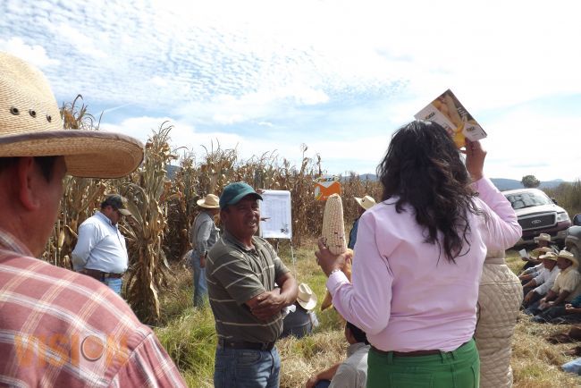 Semilla mejorada y fertilizantes orgánicos, la mejor opción para productores.