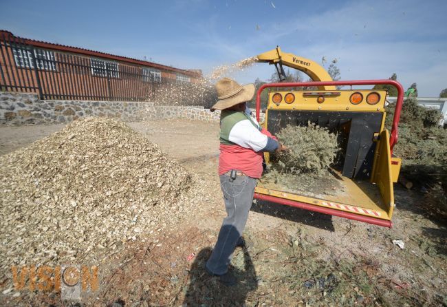 El 16 de enero arranca campaña de reciclaje de árboles navideños naturales.