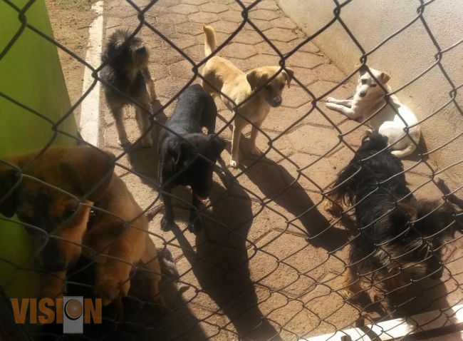 Tarifas 2015 del Centro de Atención Canina de Morelia.