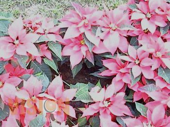 Más de 150 nochebuenas robadas de distintas plazas de Morelia