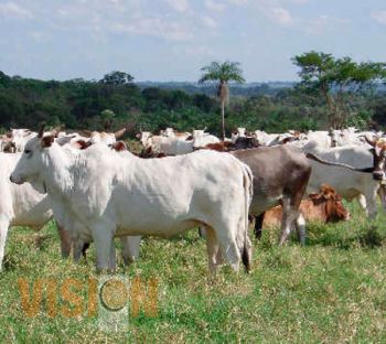 Abren mercado de exportación de ganado bovino a productores de 64 municipios