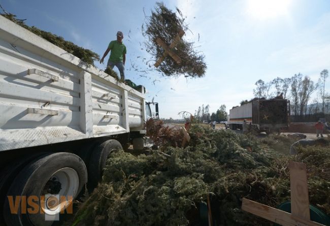 Ayuntamiento Moreliano invita a reciclar árboles de navidad naturales