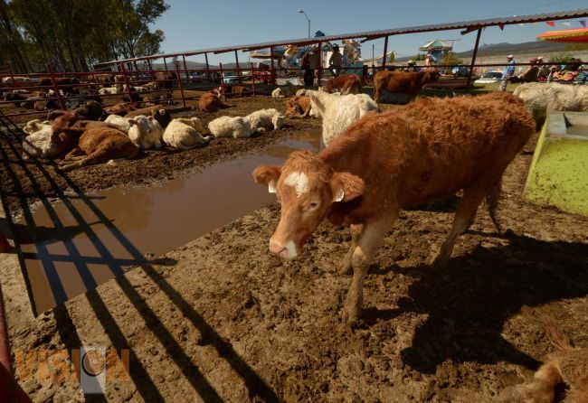 Genéticamente mejorado, 60% del hato ganadero.