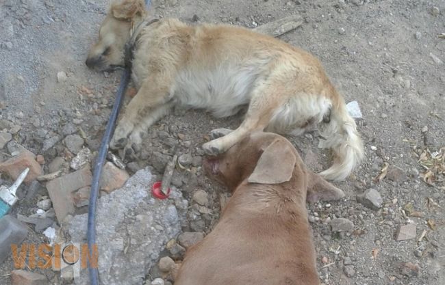 Grupos de animalistas denuncian envenenamiento de perros callejeros en Morelia