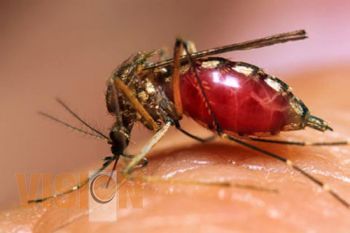 Arrancarán actividades en el marco de la 1era Semana Estatal de Lucha contra el Dengue