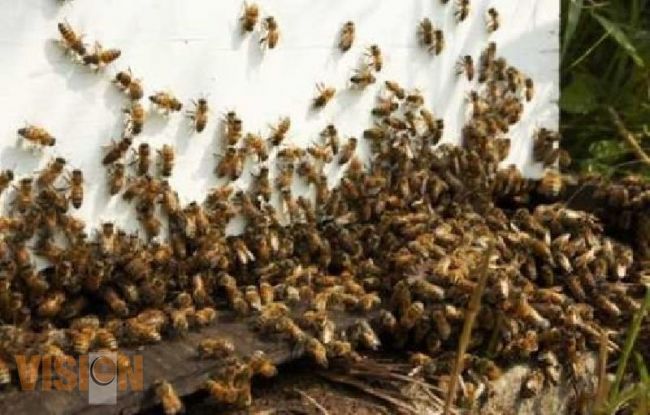 Abejas asesinas atacan a pobladores de Apatzingán