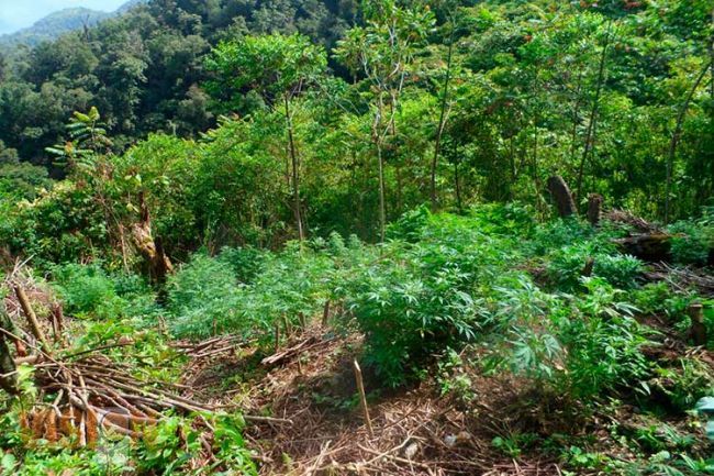 Localizan y destruyen plantio de mota en La Huacana