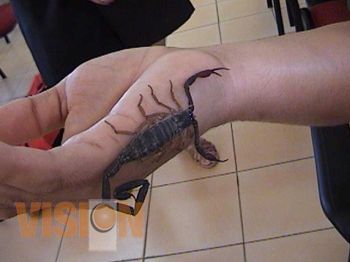 Advierten sobre picaduras de alacrán