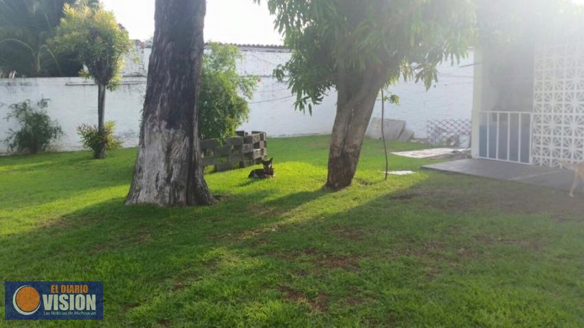 Respondió la ciudadanía: 54 perros y dos gatitos, adoptados el pasado fin de semana