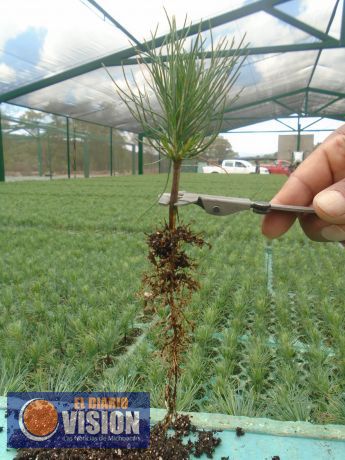 Destinarán 16 millones de plantas para reforestar Michoacán