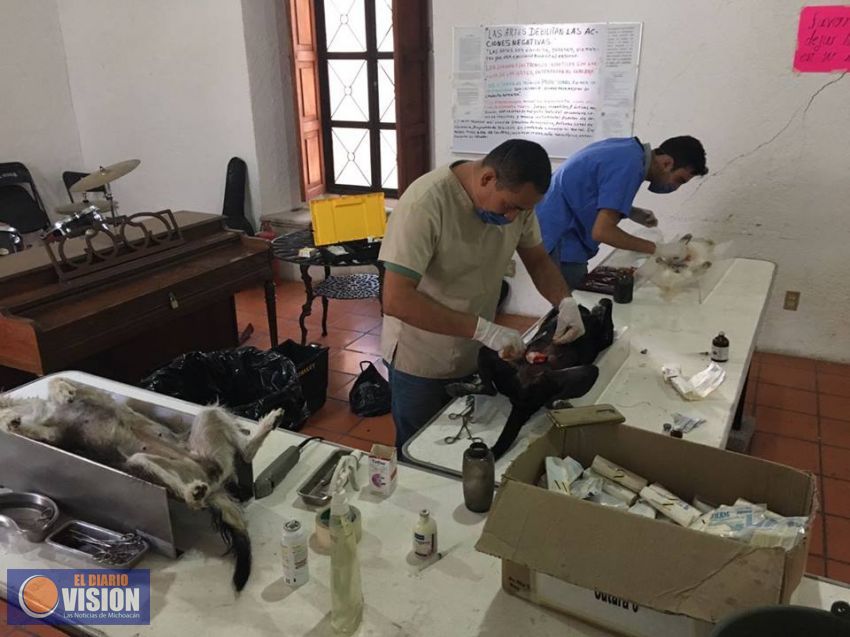 Con éxito concluyó la primera etapa de esterilización gratuita en Cuitzeo 