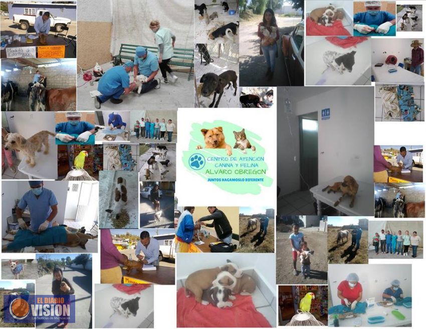 Realizan campaña de esterilización en el municipio de Álvaro Obregón