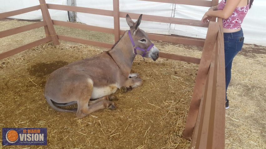 Granja Infantil todo un éxito en la Expo Fiesta Ganadera 
