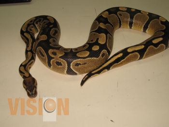 Asesoran en identificación y manejo de serpientes venenosas