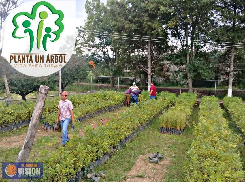 Organización Social plantará 5 mil árboles en diferentes municipios 