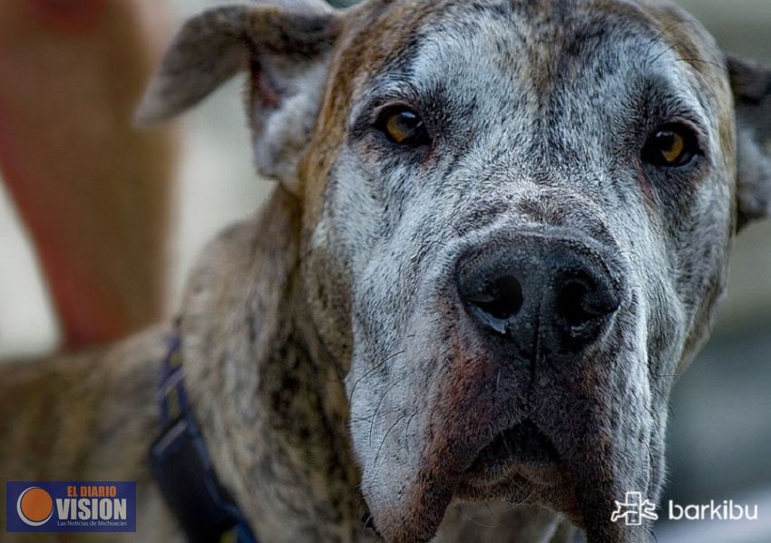 Aprende a cuidar a tu perro viejito