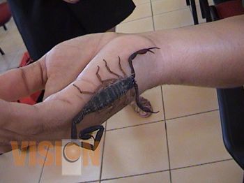 Exhortan extremar precauciones ante picaduras de alacrán en temporada de lluvia