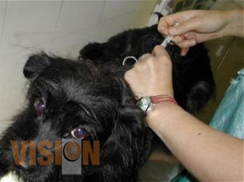 Vacunan gratuitamente a perros y gatos