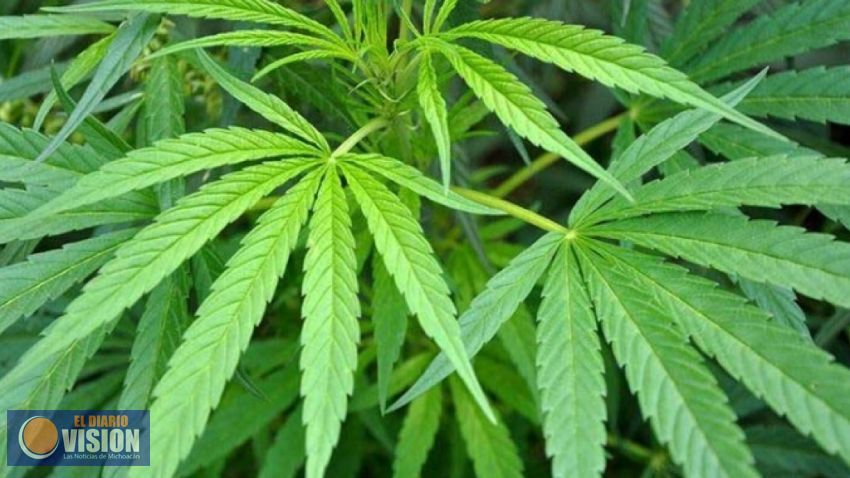 Inicia venta de productos de mariguana