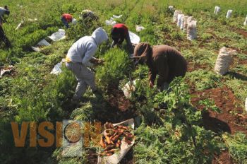 Por consolidar una cultura de protección y observancia, se pronuncia Elvia Higuera Pérez 