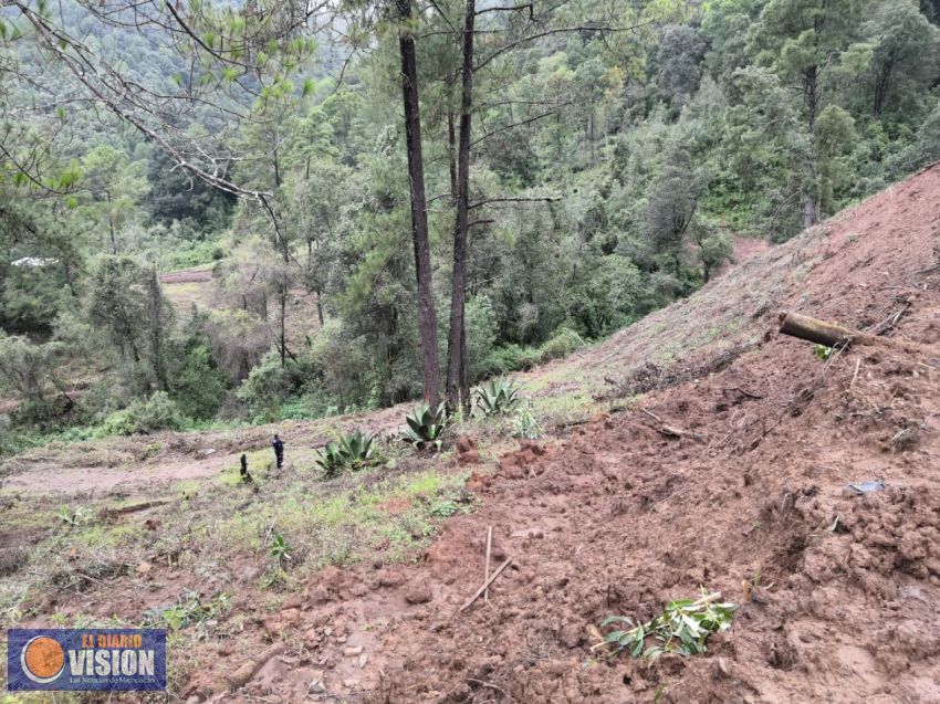 Desmantelan huerta irregular en predios forestales en municipios de Charo y Tzitzio 