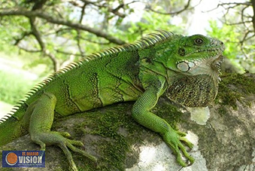 Michoacán, quinto estado con más biodiversidad en México