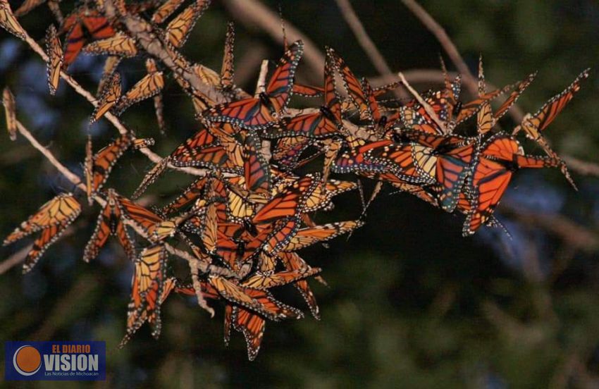 Mariposas Monarca, las ánimas que visitan Michoacán, según los indígenas 