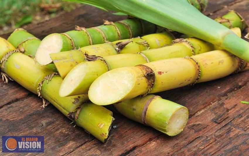 Caña michoacana, lista para fiestas navideñas