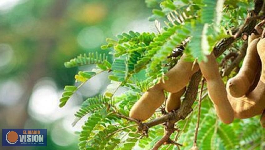 Consume tamarindo michoacano, el estado produce 3 mil toneladas
