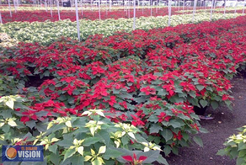 Michoacán produce 13 variedades de Nochebuena