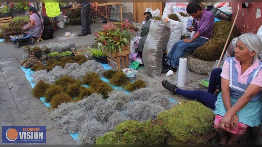 Evita comprar heno y musgo, su extracción genera alto impacto ecológico: Semarnat