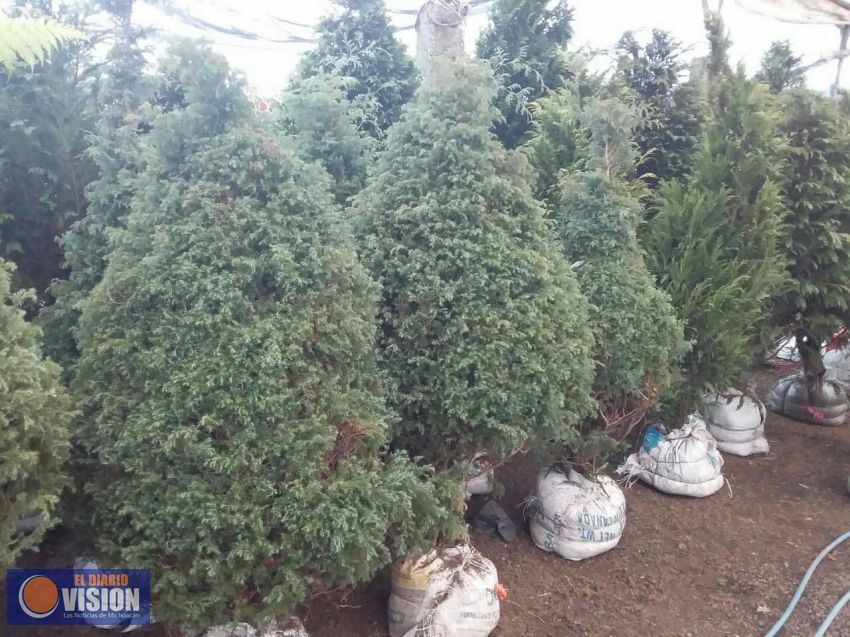 Podrás reciclar tu árbol de navidad, aperturan centros de acopio 