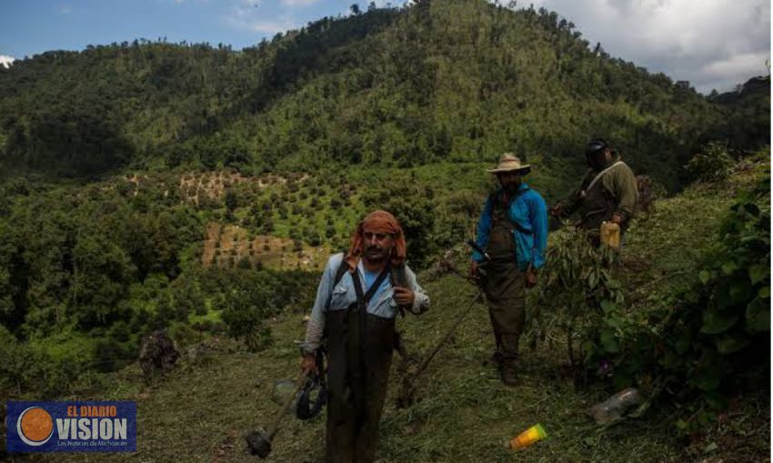 Surgirían grupos de Auto Defensa, en reserva de la Mariposa Monarca