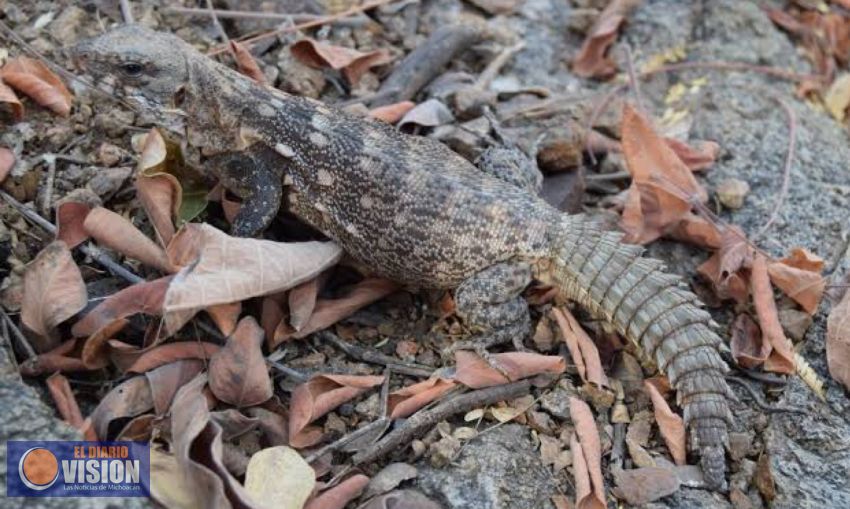 ¿Conoces el nopilchi o nopilche? Especie rara y endémica en Michoacán