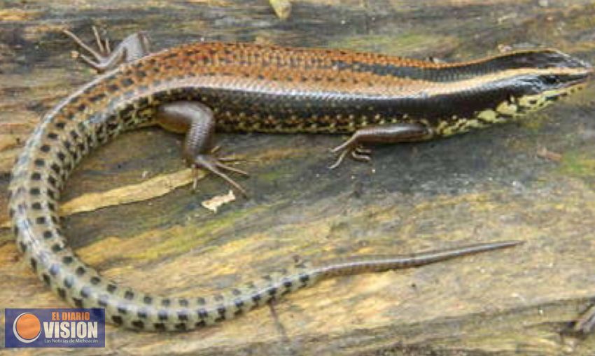 ¿Conoces al eslizón michoacano que habita en Tierra Caliente? 