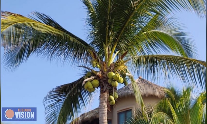 Michoacán, el 3er productor de coco en el país 