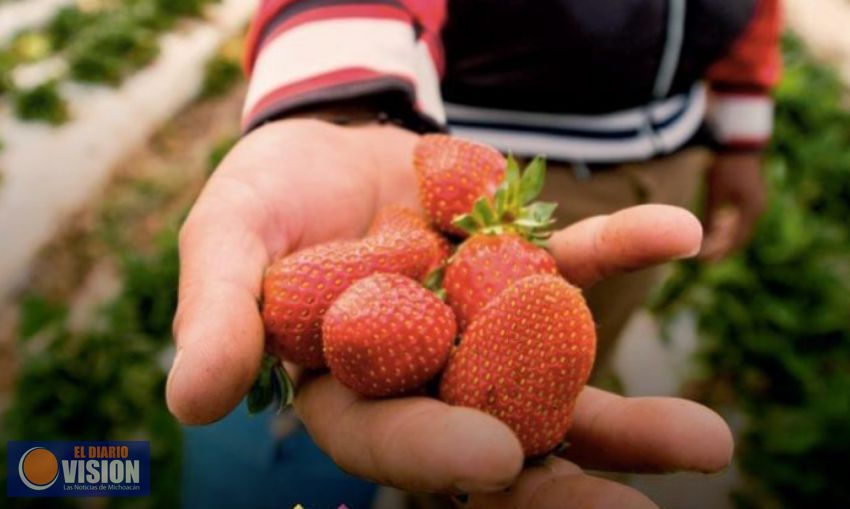 Advierten crisis alimentaria en comunidades indígenas ante la falta de apoyos federales y estatales