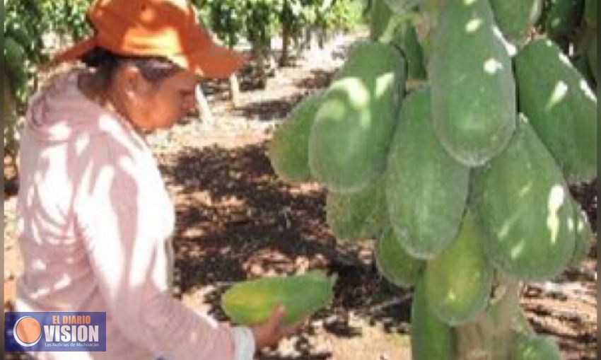 116 mujeres cabezas de familia producen papaya en Michoacán