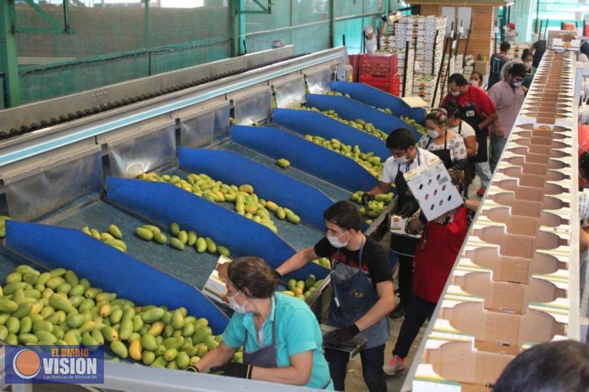 Se enviaron 12 mil 723 toneladas de mango michoacano a EU, China y Japón