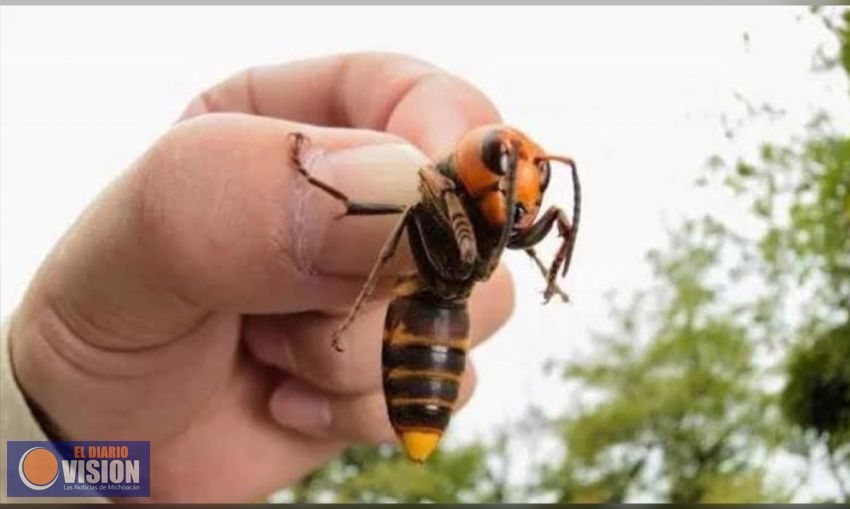 Descartan presencia de avispón gigante asiático en México