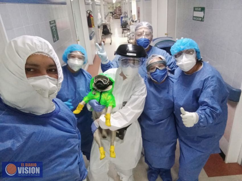Para reducir estrés, trabajadores que atienden Covid19Mx reciben terapia de convivencia canina 
