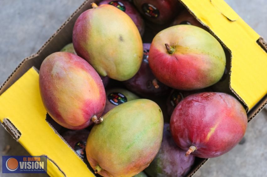 En Michoacán se logran mangos de hasta 800 gramos