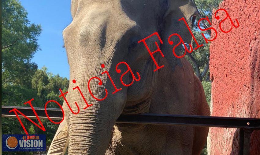 Zoológico de Morelia llama a no compartir fake news sobre estado de salud del elefante “Chamberu” 