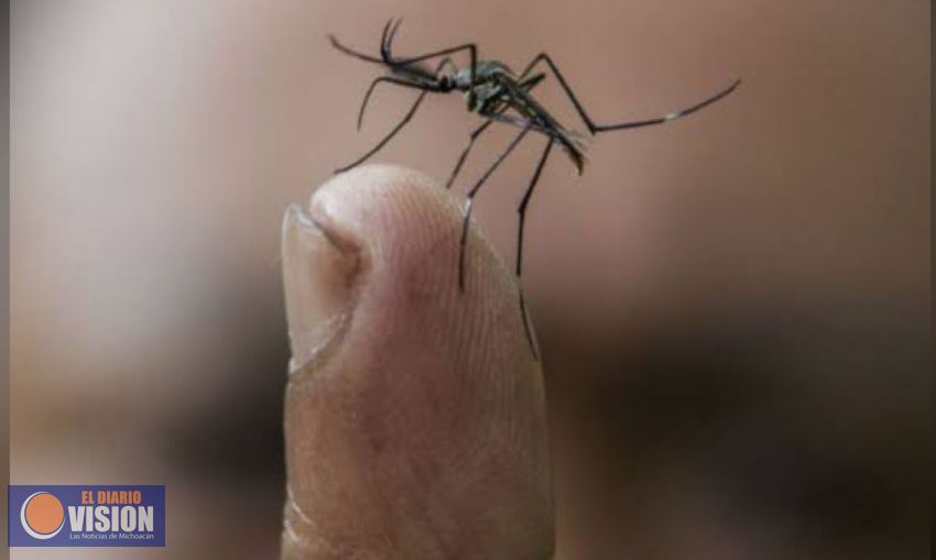 Alertan sobre la proliferación del mosco transmisor del dengue 
